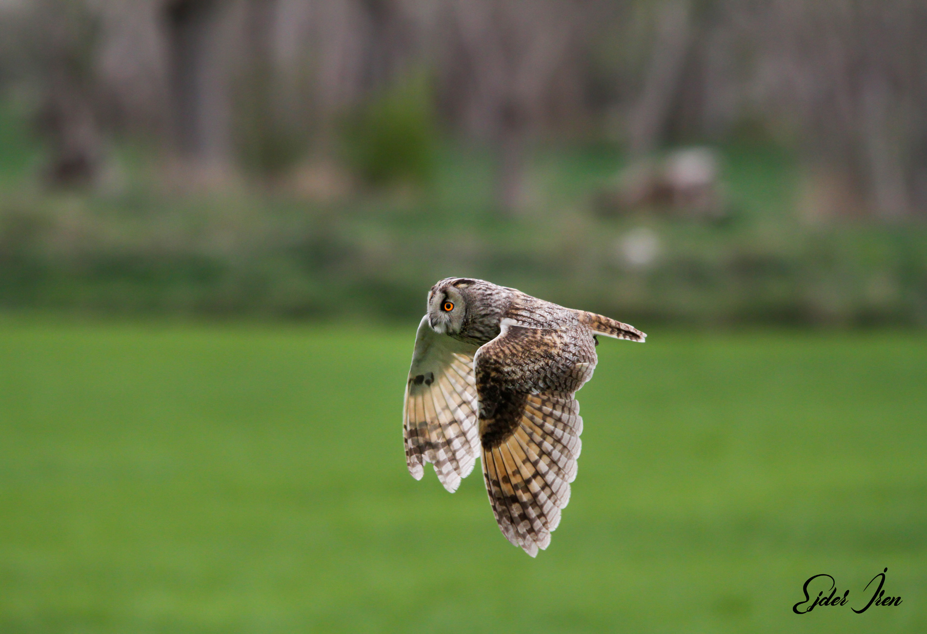Long-eared Owl